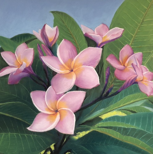 Plumeria